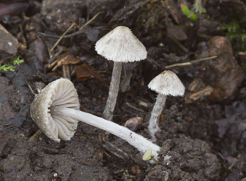 Entoloma araneosum